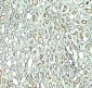 Rubicon Antibody